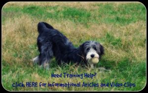 training-info